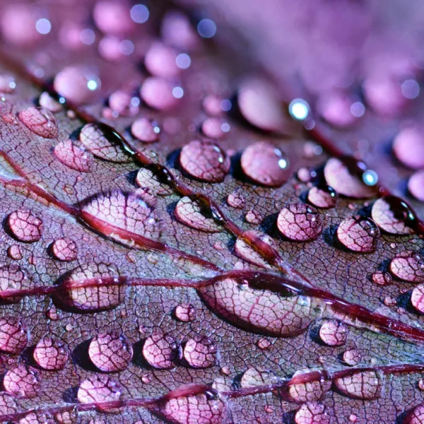Raindrops on a Leaf Wallpaper - Nature Mural - Calming & Serene - Blue & Green Tones - Summer Decor Raindrops on a Leaf Wallpaper - Nature Mural - Calming & Serene - Blue & Green Tones - Summer Decor