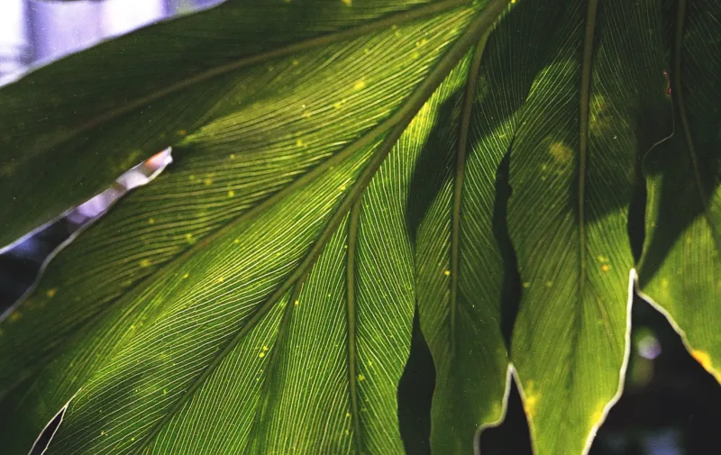 Leafy Green Wallpaper - Tropical Leaves Mural - Botanical & Nature - Modern Home Decor - Bedroom & Living Room - Summer Decor