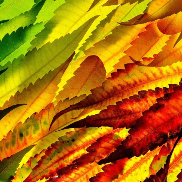 Vibrant Autumn Leaves Wallpaper - 3D Forest Wall Mural - Orange & Yellow Wallpaper for Cozy Maximalist & Nature Spaces Vibrant Autumn Leaves Wallpaper - 3D Forest Wall Mural - Orange & Yellow Wallpaper for Cozy Maximalist & Nature Spaces