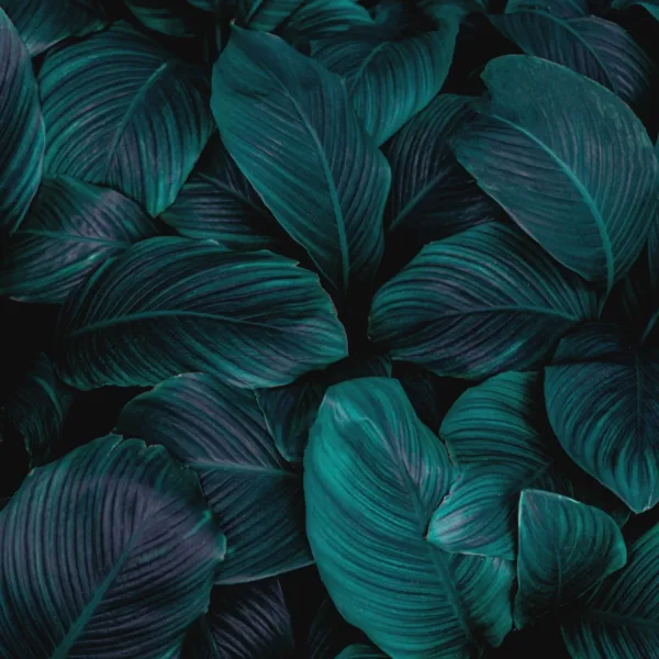 Black & White Tropical Leaves Wallpaper - Dark & Dramatic Nature Mural - Exotic Home Decor - Living Room, Bedroom, Bathroom Black & White Tropical Leaves Wallpaper - Dark & Dramatic Nature Mural - Exotic Home Decor - Living Room, Bedroom, Bathroom