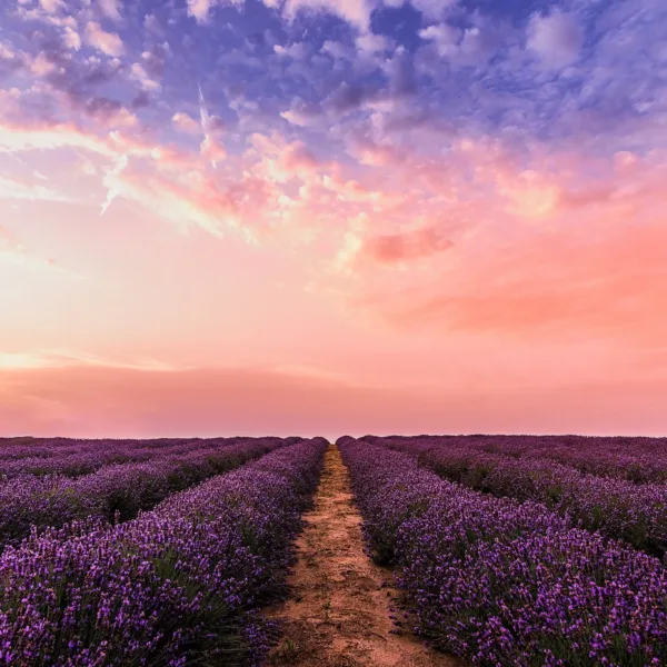 Lavender Field at Sunset Wallpaper - Blue, Orange, Pink & Yellow - 3D Landscape Mural - Floral Wall Mural - Living Room, Bedroom, Bathroom Lavender Field at Sunset Wallpaper - Blue, Orange, Pink & Yellow - 3D Landscape Mural - Floral Wall Mural - Living Room, Bedroom, Bathroom