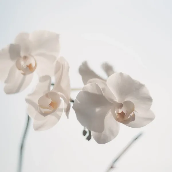 Orchid Dreams Wallpaper - 3D Floral Mural - Botanical & Nature - Calming & Peaceful - Pastel - Entryway - Summer Decor Orchid Dreams Wallpaper - 3D Floral Mural - Botanical & Nature - Calming & Peaceful - Pastel - Entryway - Summer Decor