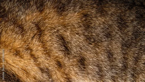 Spotted Cat Hair Texture Wallpaper – Macro Closeup Design for Unique Interiors