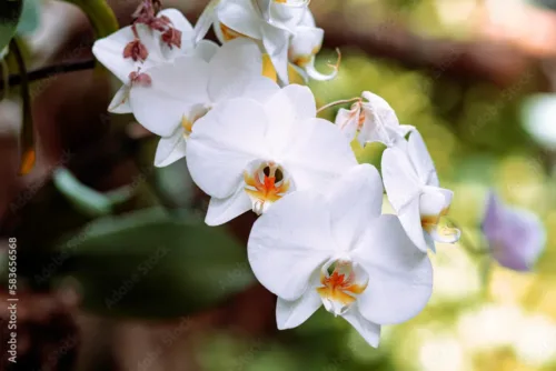 Bright White Orchid Mural Wallpaper – Elegant Floral Garden Design